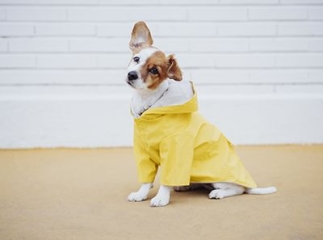 Vêtement chien